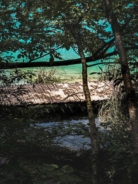 A wooden footpath seen through dense trees and foliage, curving along the edge of a turquoise lake at Plitvice Lakes, Croatia, creating a peaceful and secluded nature scene.