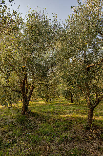 istock Spectacular photos of olive trees 2241659766
