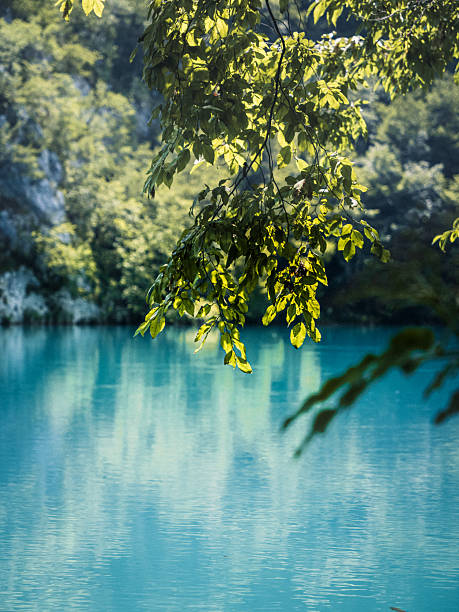 Bright green leaves hang over a still turquoise lake, reflecting surrounding trees and cliffs in soft summer light at Plitvice Lakes National Park, Croatia.