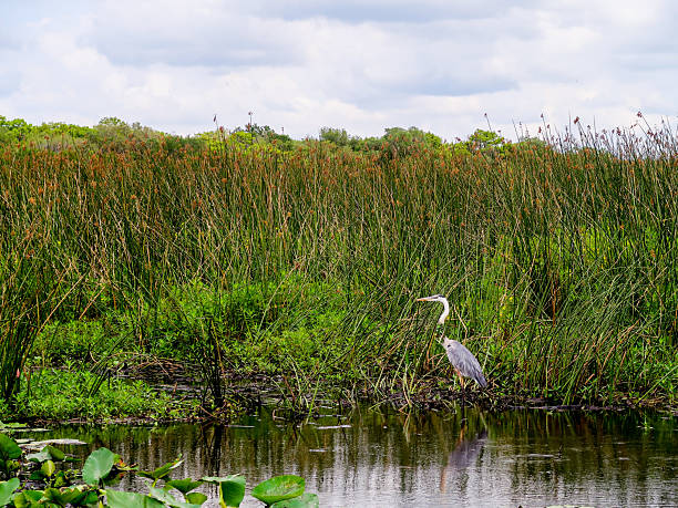 istock Great Blue Heron Standing in a Wetlands Marsh in Florida 2241660102