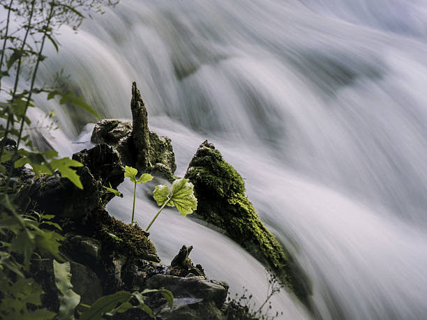 A pair of fresh green leaves emerge from moss-covered rocks beside a soft, flowing stream in Plitvice Lakes, Croatia, capturing a peaceful moment in nature.