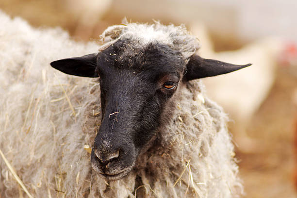 Three freshly shorn sheep looking at camera