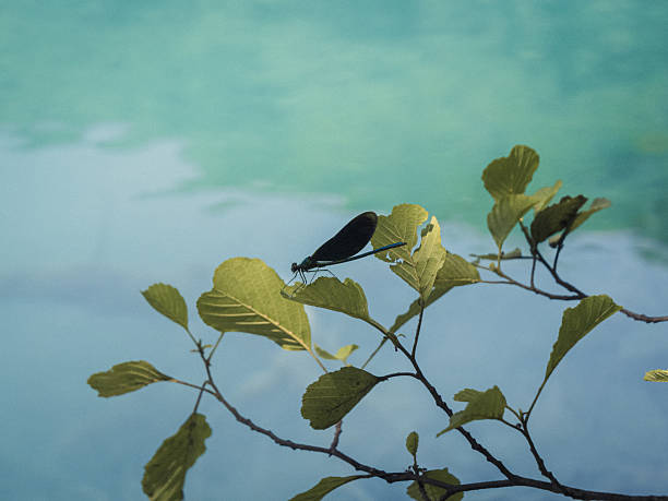 A dark-winged dragonfly perches delicately on a green leaf above the still, turquoise waters of Plitvice Lakes, Croatia, in soft natural light.