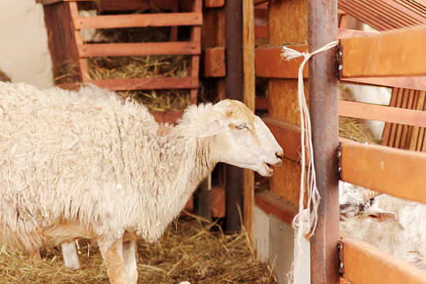 istock A sheep stands in a barn, basking in warmth and tranquility. Its soft wool glistens under the light as it gazes calmly 2241661709