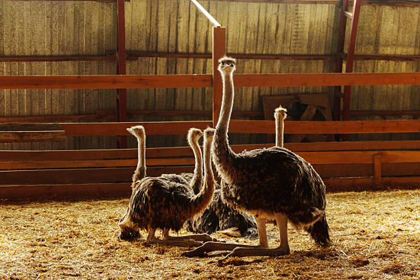 istock In a rustic barn, two ostriches extend their necks over a wooden fence 2241661937