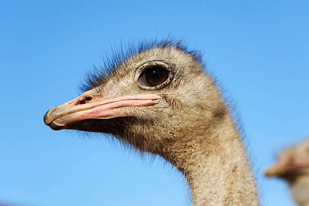 Wild Ostrich in the beautiful and dramatic scenery of Cape Point Nature Reserve on the Cape Peninsula outside Cape Town, South Africa.