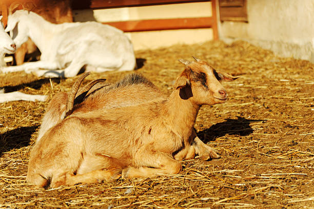 Goats resting in a sunny barnyard on a warm afternoon, showcasing a peaceful farm environment