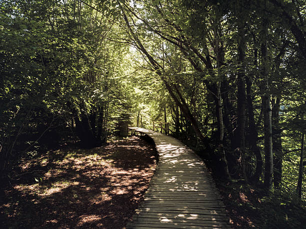 Curving wooden path winds through shaded forest with dappled sunlight on the boards, creating a tranquil summer mood at Plitvice.