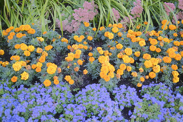 Flowers in bloom grow in a vibrant display.