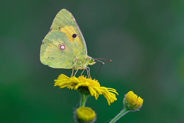 istock Clouded yellow butterfly, Colias croceus, feeds nectar 2241666546