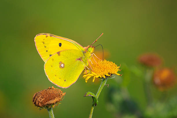 Colias interior, the pink-edged sulphur, yellow butterfly in the Sierra de Guadalupe, Mexico State