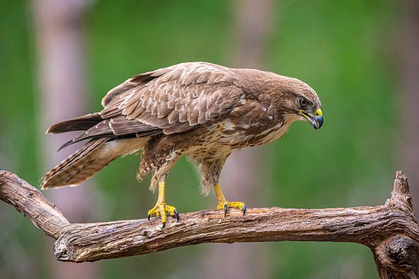 istock Common buzzard, Buteo Buteo, bird of prey perched 2241667091