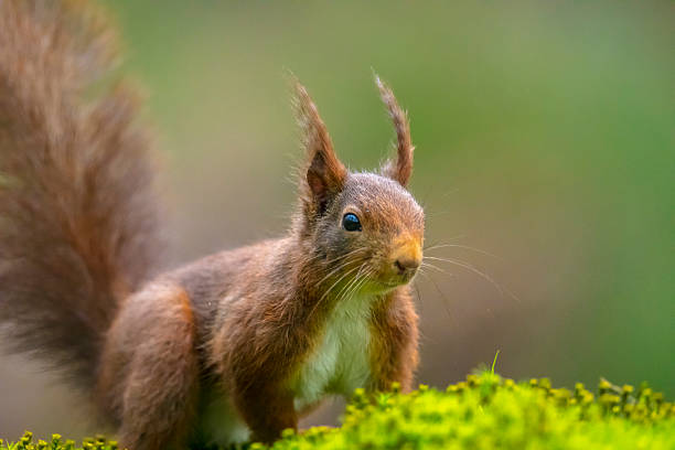 istock Eurasian red squirrel, Sciurus vulgaris, in a forest 2241667110