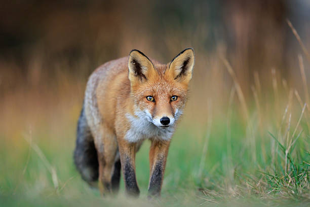 istock Wild red fox, vulpes vulpes, foraging in a meadow 2241667111