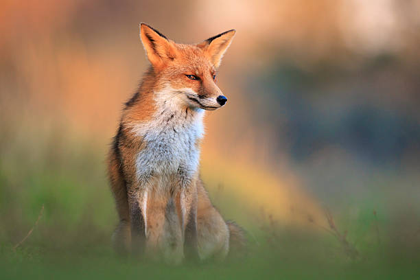istock Wild red fox, vulpes vulpes, foraging in a meadow 2241667117