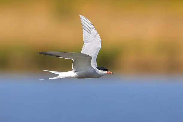 Photo of Common Tern, Sterna hirundo, hunting