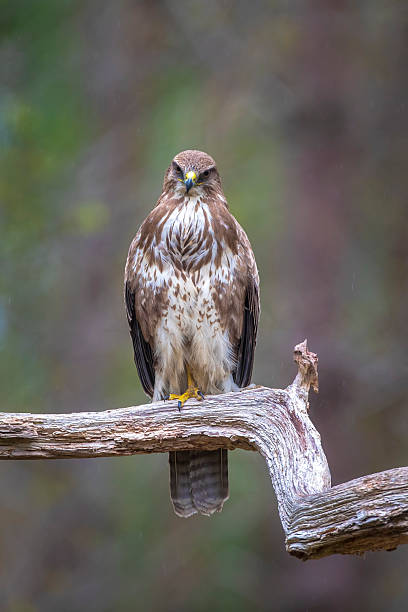 istock Common buzzard, Buteo Buteo, bird of prey perched 2241667165