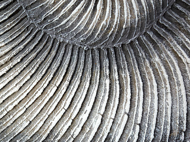 The intricate and mesmerizing patterns found on a natural shell, beautifully showcasing elegant lines and rich textures