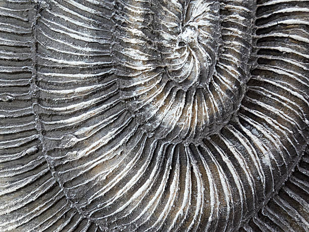 istock Closeup view of a beautifully fossilized ammonite with intricate, mesmerizing patterns 2241668103