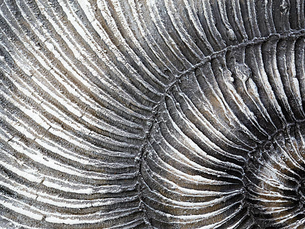 istock CloseUp View of a Beautiful Spiral Shell Featuring Intricate and Unique Patterns 2241669036