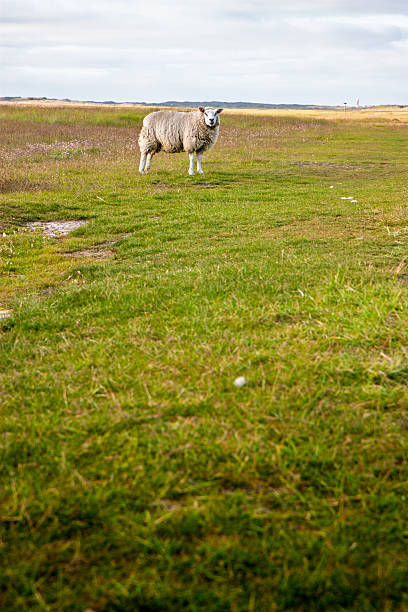 Sheep near Seaford, East Sussex, England, UK.