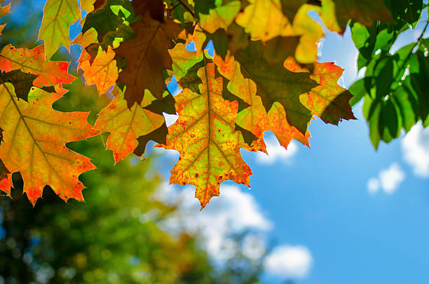 istock Autumn colored leaves on tree branches in the park 2241673080
