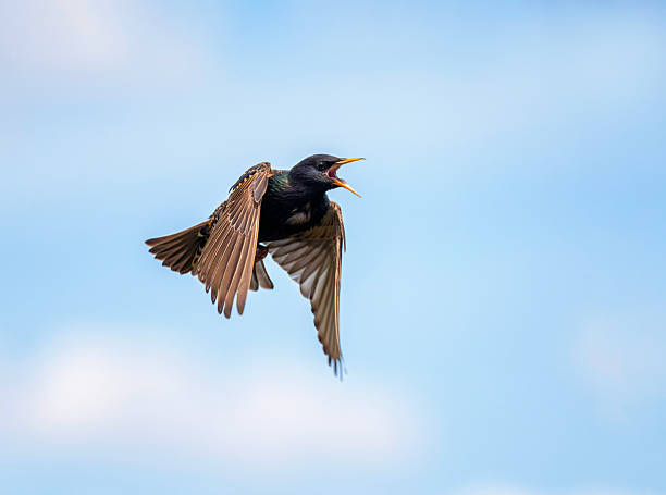 istock bird black starling flying against blue sky spread wings 2241673147