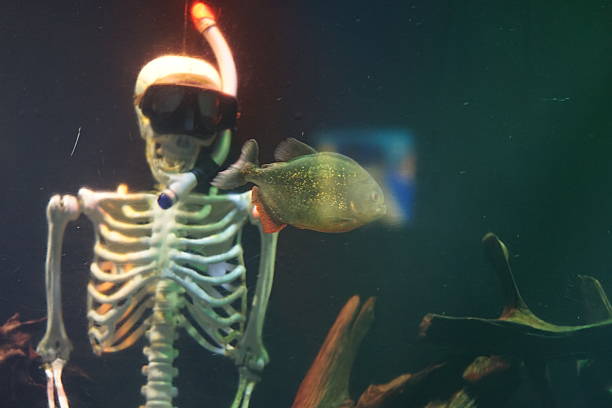 istock aqarium, fish, holidays, free time, family time 2241674876