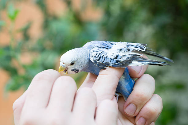 istock A small blue and white bird gently held in human hands outdoors. 2241675122