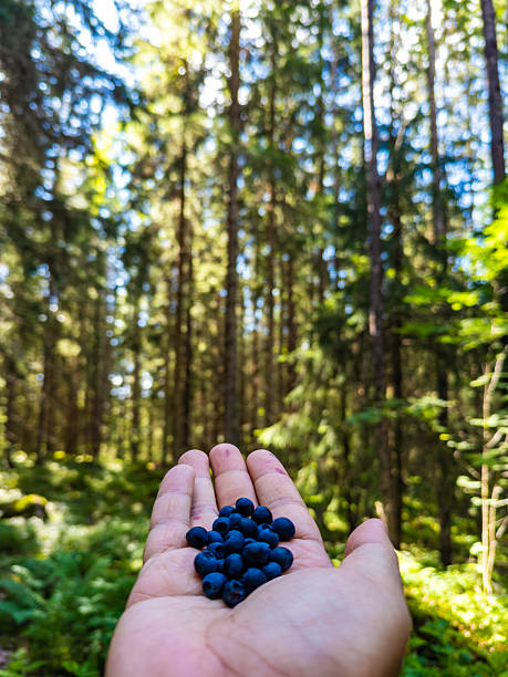 A close-up of a hand holding freshly picked wild blueberries in a lush Finnish forest under natural sunlight. The image captures the essence of nature, sustainability, organic food, health, and outdoor living, highlighting eco-friendly and seasonal foraging.