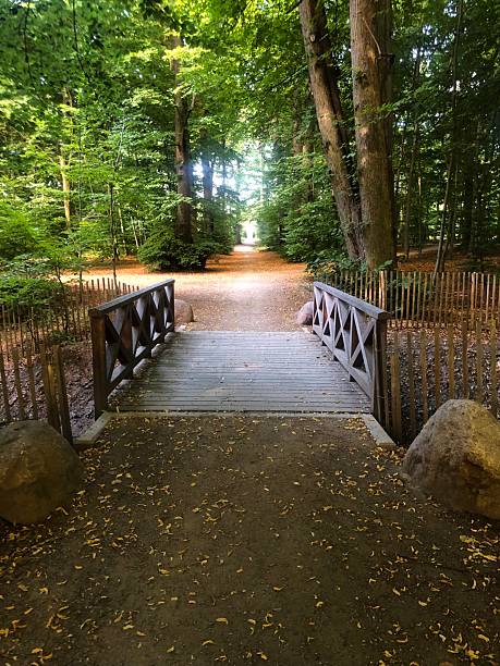 istock Small wooden bridge in the forest 2241679377