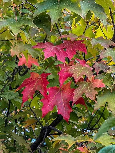 istock Early Changing Maple Leaves in Red 2241681929