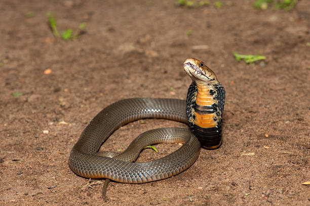 istock The feared Mozambique Spitting Cobra (Naja mossambica) 2241681965