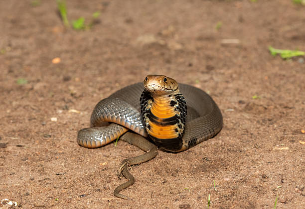 istock The feared Mozambique Spitting Cobra (Naja mossambica) 2241681966