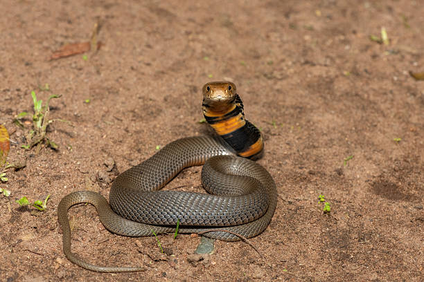istock The feared Mozambique Spitting Cobra (Naja mossambica) 2241682017
