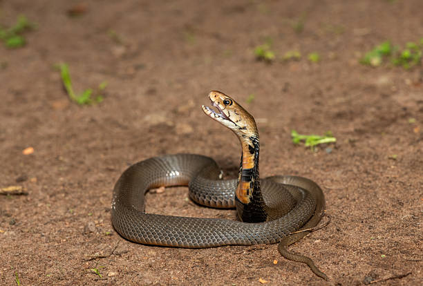 istock The feared Mozambique Spitting Cobra (Naja mossambica) 2241682048