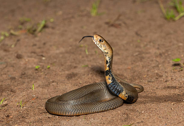 istock The feared Mozambique Spitting Cobra (Naja mossambica) 2241682057