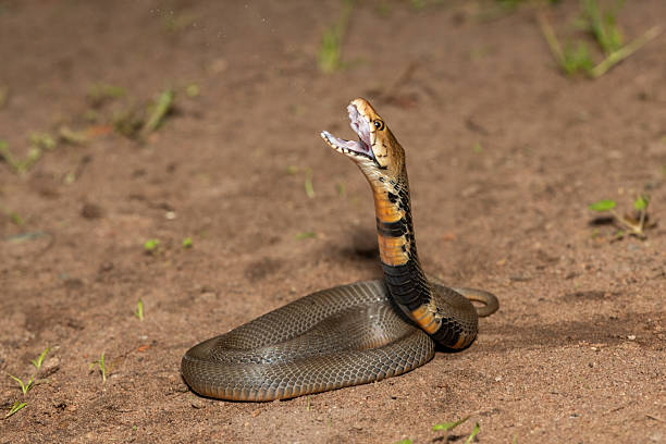 istock The feared Mozambique Spitting Cobra (Naja mossambica) 2241682081