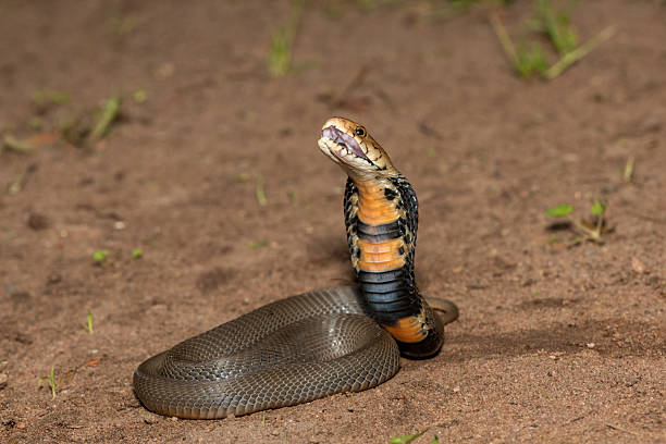istock The feared Mozambique Spitting Cobra (Naja mossambica) 2241682097