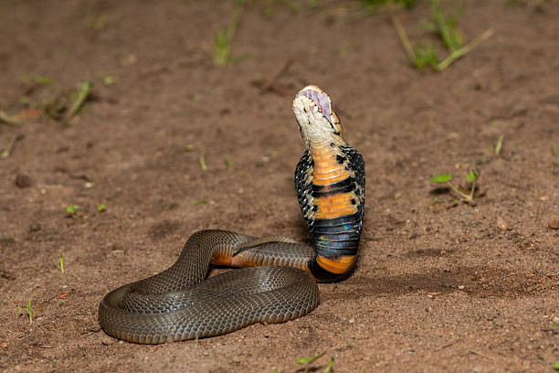 istock The feared Mozambique Spitting Cobra (Naja mossambica) 2241682110