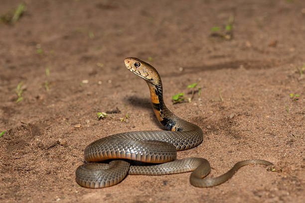 istock The feared Mozambique Spitting Cobra (Naja mossambica) 2241682113