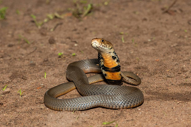 istock The feared Mozambique Spitting Cobra (Naja mossambica) 2241682114