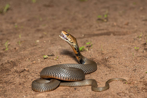 istock The feared Mozambique Spitting Cobra (Naja mossambica) 2241682124