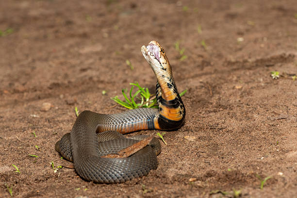 istock The feared Mozambique Spitting Cobra (Naja mossambica) 2241682140