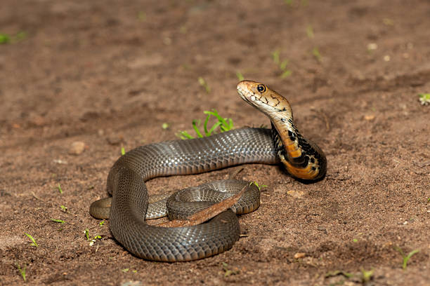 istock The feared Mozambique Spitting Cobra (Naja mossambica) 2241682149