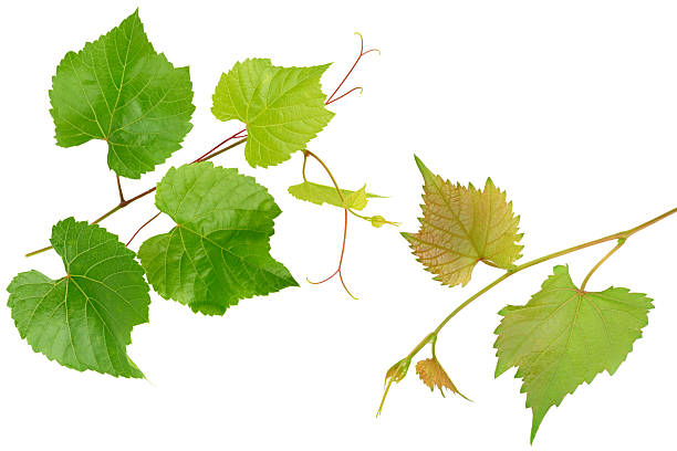 istock Fresh Grapevine Leaves and Tendrils Isolated on White Background 2241683356
