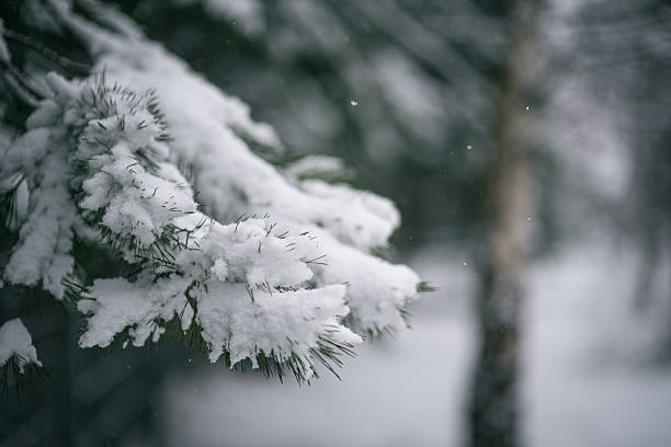 istock Snow-covered pine branches create a beautiful and serene winter landscape scene. 2241685350