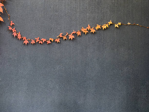Autumn vine with red and orange leaves trailing horizontally across a dark gray textured wall