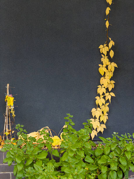 Growing vines with green and yellow leaves contrasting against a dark background