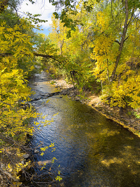 River flowing through a forest with trees changing color during the autumn season. Boulder Creek in Boulder City